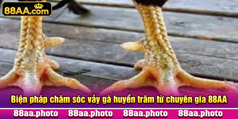 Biện pháp chăm sóc vảy gà huyền trâm từ chuyên gia 88AA
