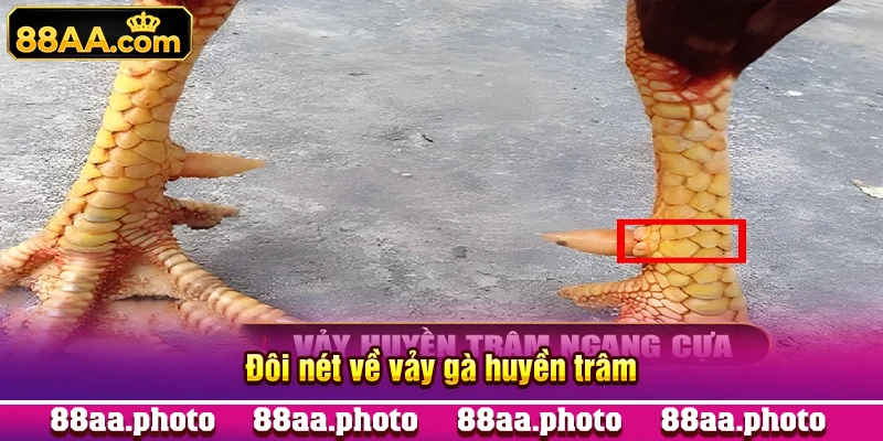 Đôi nét về vảy gà huyền trâm